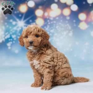 Salley, Mini Goldendoodle Puppy